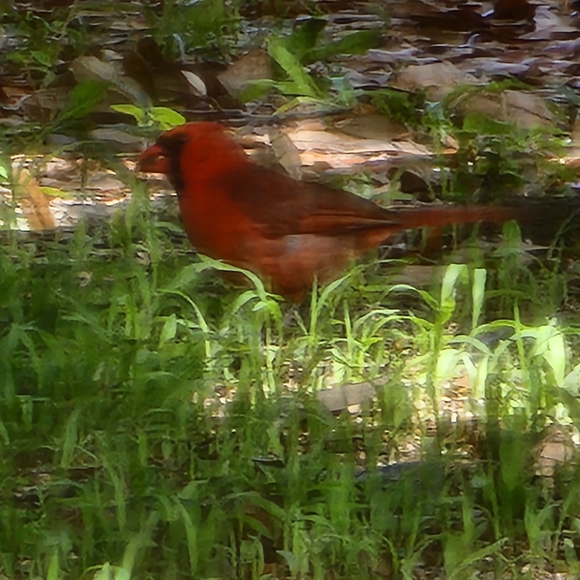 Meet your Posher, Teresa**LET'S DEAL****πππ - Picture 5 of 9